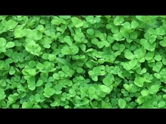 중국에서 고품질의 스마트 웨어러블 기기